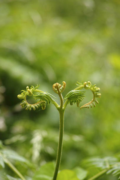 New shoot of Bracken (Pteridium)