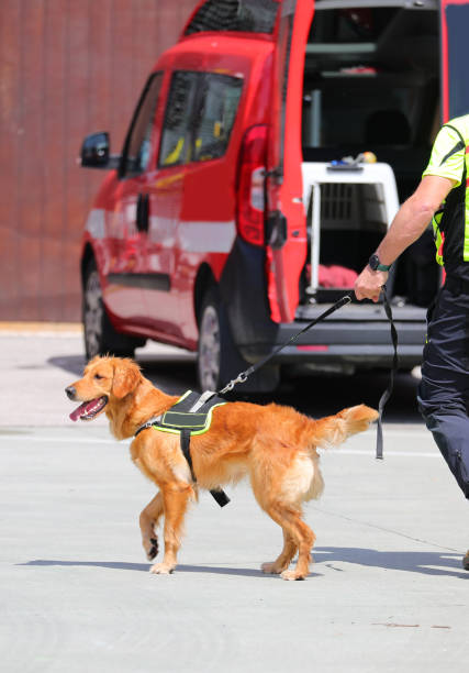 istock Search-and-rescue dog with tongue out on leash held by its handler 2165100885