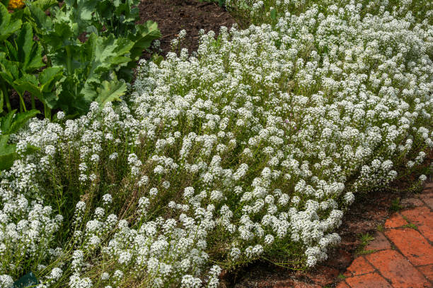 istock Lobularia maritima 'Carpet of Snow' 2165101764