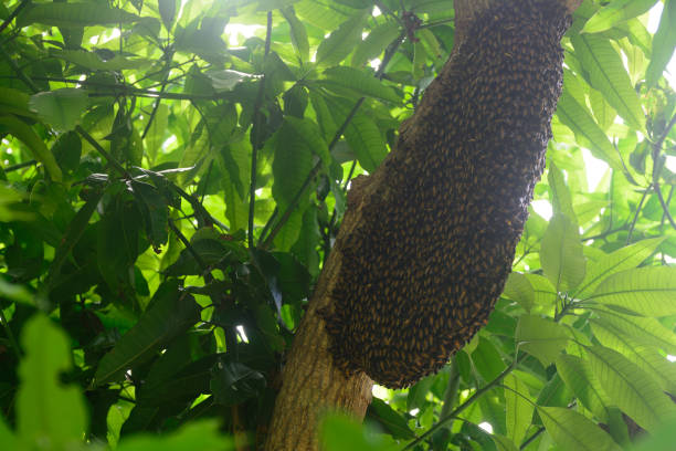 istock Royal Honeycomb on a big mango branch in summer 2165103085