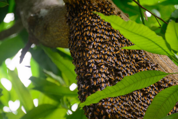 istock Royal Honeycomb on a big mango branch in summer 2165103092