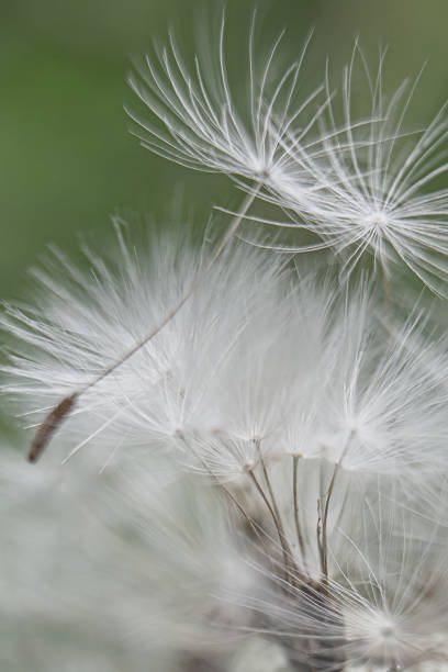 Selective focus. Background of beautiful dandelion flower, vertical view, soft focus.