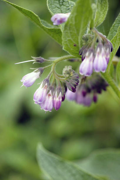 istock Symphytum × uplandicum (Russian comfrey or Quaker comfrey) 2165104337