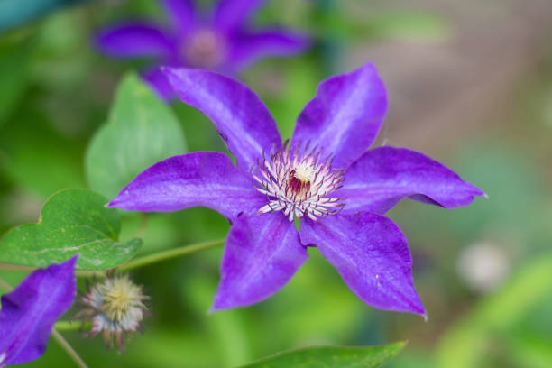 Large purple clematis flower in a summer garden on a blurred green background