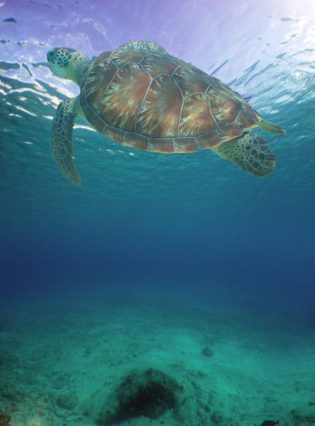 istock a sea turtle in the crystal clear waters 2165107155