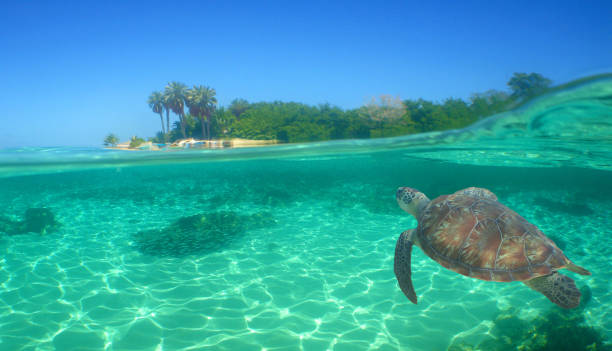 istock a sea turtle in the crystal clear waters 2165107157