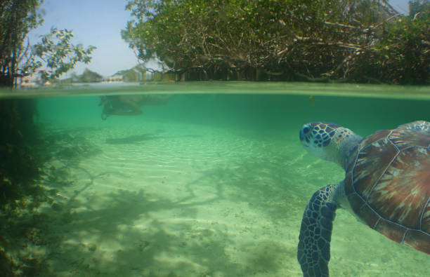 istock a sea turtle in the crystal clear waters 2165107163