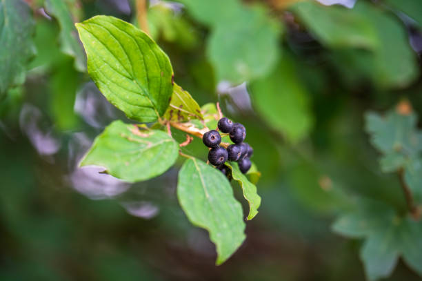 istock Plant Sanguinello corpus sanguinea 2165107391
