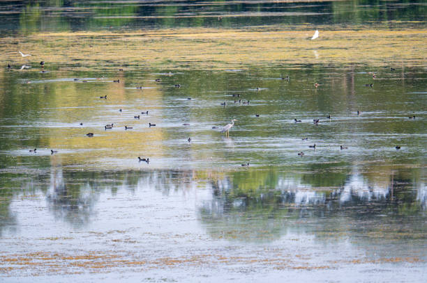 Wildlife with scattered Coots and a Gray Heron in the small lake of Recentino under Narni in Umbria