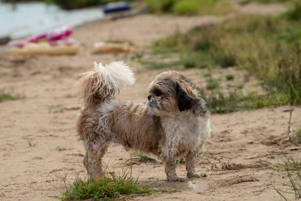 istock Wet dog at the river at side on the sand 2165108509
