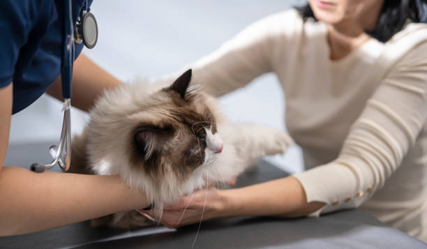istock Veterinarian Examining Beautiful Longhair Cat 2165110417