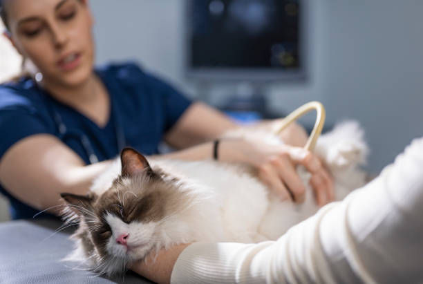 istock Veterinarian Examining Beautiful Longhair Cat 2165110422