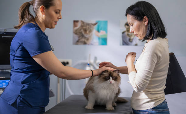 istock Veterinarian Examining Beautiful Longhair Cat 2165110568