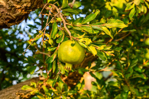 istock Ripe green Pomegranate Fruit on Tree Branch. The Foliage on the Background 2165111225
