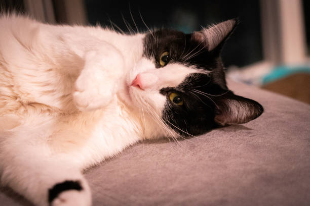 istock cat making a cut face on the couch 2165112428