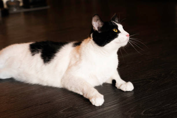 pet cat lying and looking cozy on the floor in the apartment