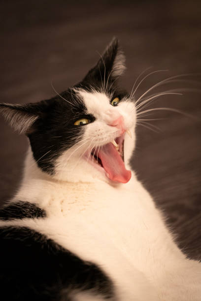 istock cat yawning with air plane ears 2165113864
