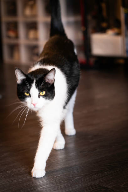 istock cat walking on the wood floor 2165113928