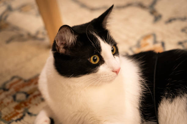istock cat loafing comfortably on the carpet 2165115252