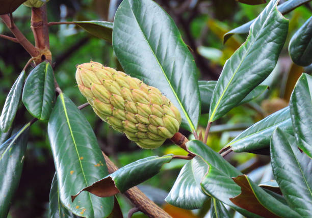 istock Magnolia Seed Pods. Magnolia officinalis tree and Seed Pods. 2165115892