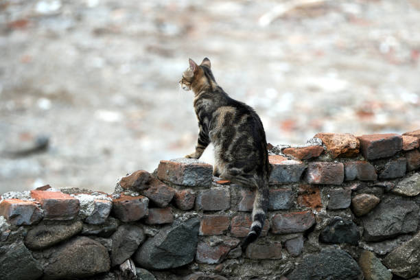 Cat sitting on a brick wall in the village. Selective focus.