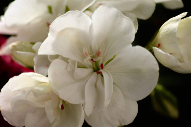This close-up image showcases the pristine beauty of a white geranium flower. The pure white petals radiate simplicity and elegance, capturing the essence of natural purity. The delicate textures and intricate details of the flower are highlighted, making it a captivating subject for nature and garden enthusiasts. The bright and fresh appearance of the geranium blossom adds a touch of serenity and charm to any setting