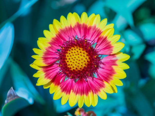 Blanket flower also known as Gaillardia. Macro photography
