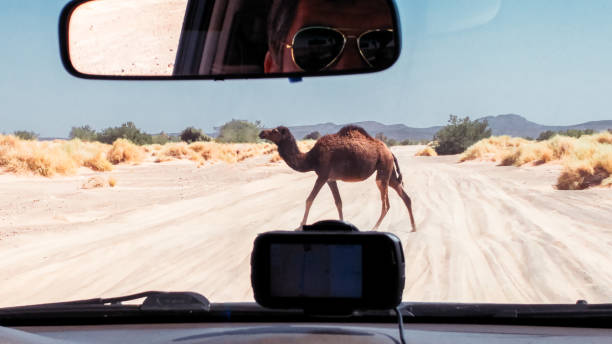 Sahara Libya