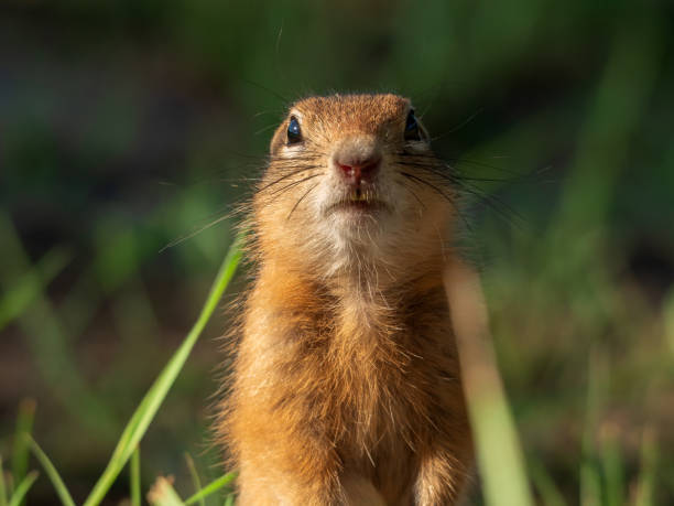 istock Prairie  dog looking at a camera on a grassy field 2165121925