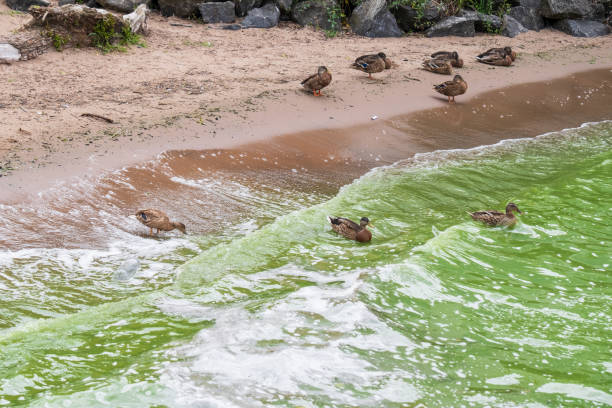 Shore line of Lough Neagh, green waves breaking, water extensively polluted with Blue Green algae blooms.
