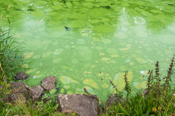 View of toxic algae blooms from river bank Ecologically damaging Blue Green algae blooms, close up from river bank. algal bloom stock pictures, royalty-free photos & images