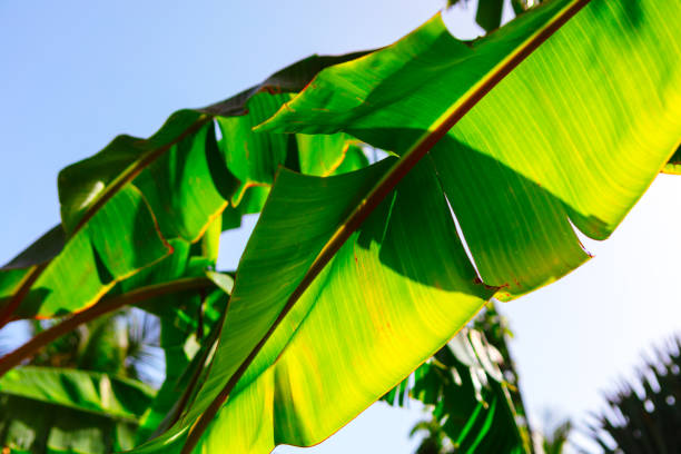 Large green leaf with visible veins and a glossy texture. Tropical leaf is very large and is in the sun