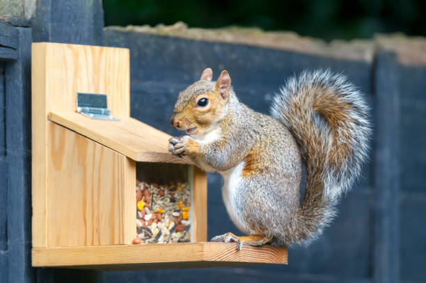 istock Portrait of a grey squirrel eating nut on a squirrel feeder 2165124067