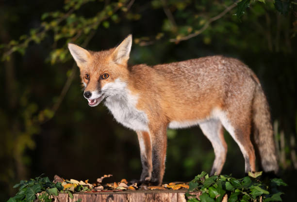 istock Portrait of a young red fox standing on a tree in a forest 2165124093