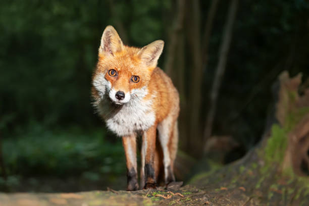 istock Portrait of a young red fox standing on a tree in a forest 2165124110