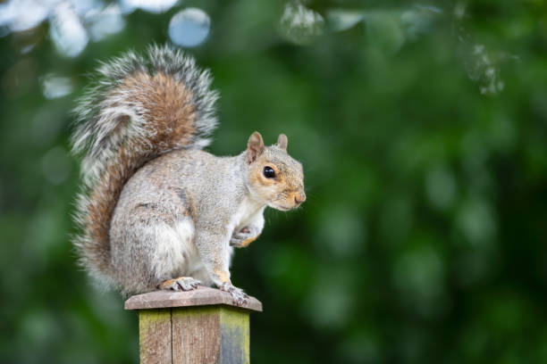 istock Portrait of a grey squirrel sitting on a fence post 2165124122