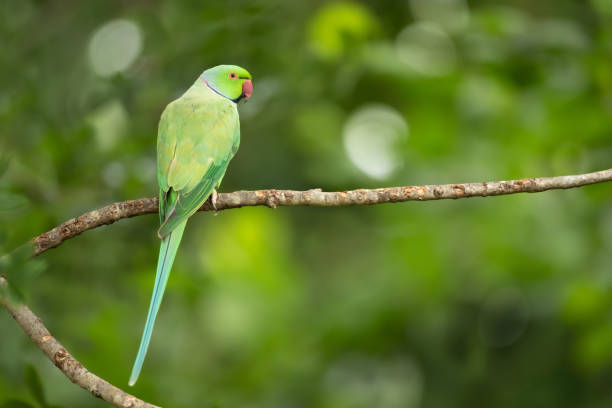 Portrait of a Rose-ringed Parakeet perching on a tree branch
