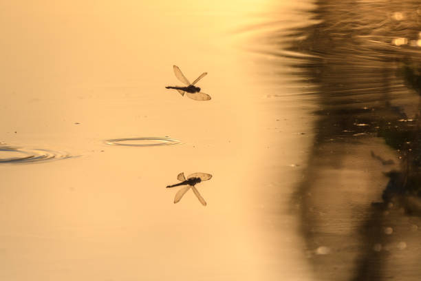 istock A dragonfly lays its eggs while flying over the water of a marsh. 2165125040