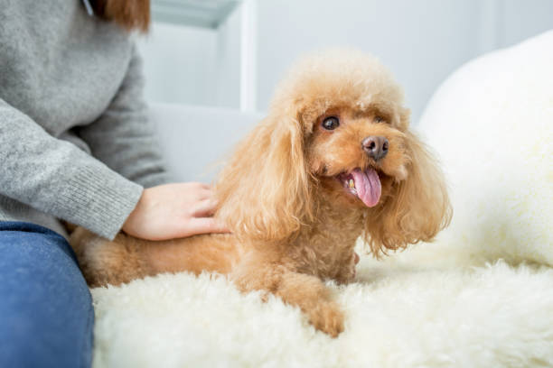 istock woman and cute dog 2165125888