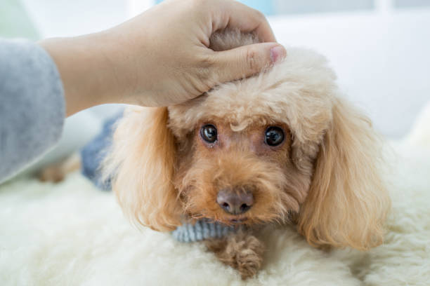 istock cute dog resting in livingroom 2165127839
