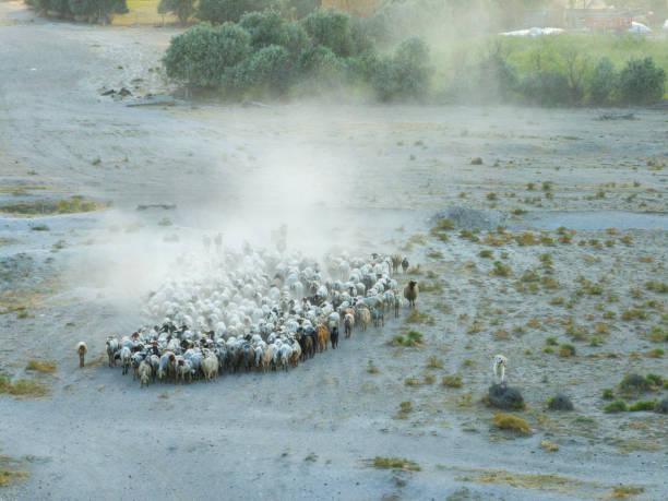 Flock of sheep grazing on village. Taken via drone. Konya, Türkiye.