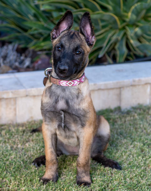istock Belgian Malinois puppy sitting for a natural light portrait 2165129384