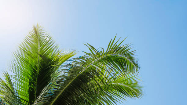 istock A palm tree with a leafy green trunk and a blue sky in the background. The palm tree is tall and has a lot of leaves 2165131950