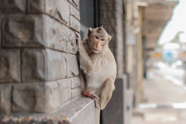 istock There are many monkeys living in the ancient place. 2165134096