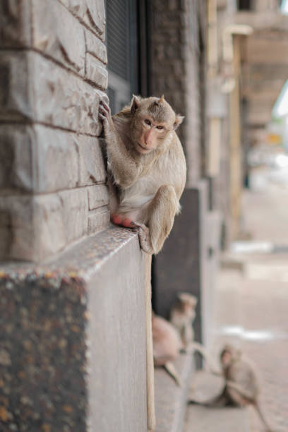 istock There are many monkeys living in the ancient place. 2165134099