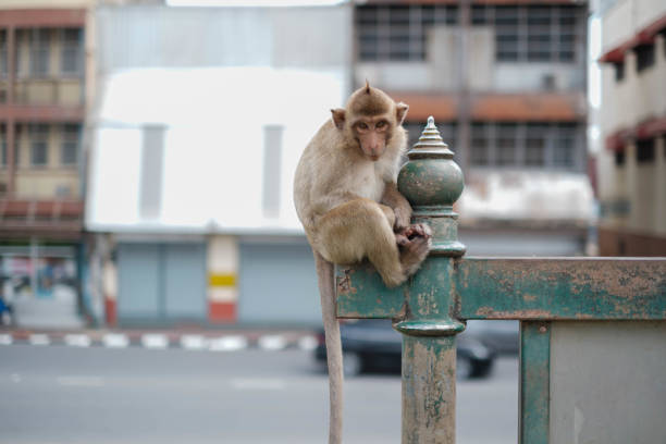 istock There are many monkeys living in the ancient place. 2165134149