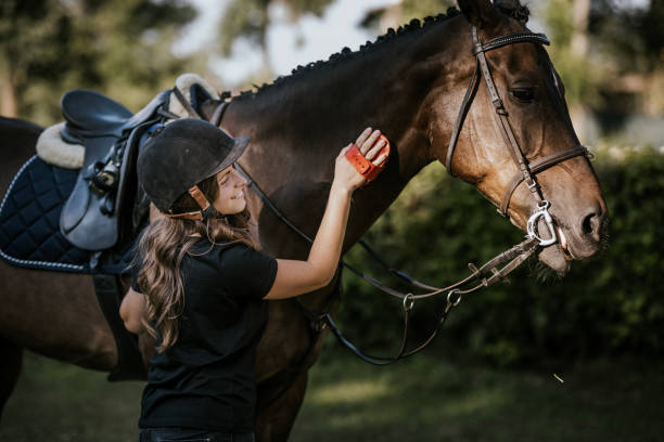 istock Young rider gently brushes her horse while preparing for equestrian activities in a sunny outdoor setting 2165135265