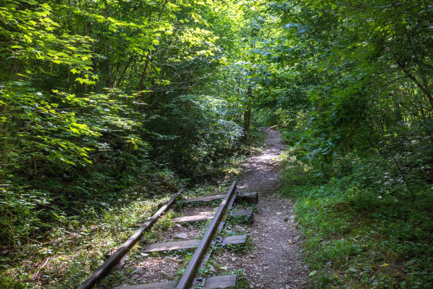In the middle of a dense forest, old and broken railway tracks stretch through the green forest.