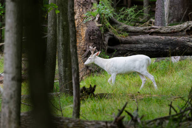 White deer Rare white deer with antlers in velvet albino deer stock pictures, royalty-free photos & images