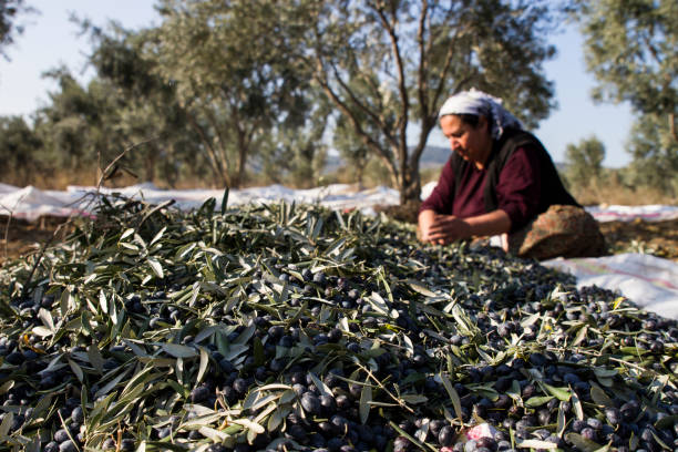 Farmer Woman Separating Olive Leaves During Harvest stock photo